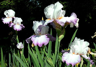 white-and-purple petaled flowers