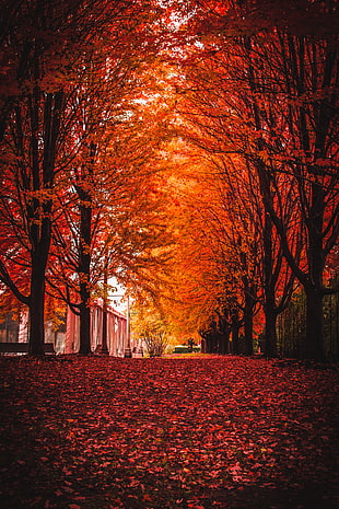 fall season photograph, Autumn, Park, Trees