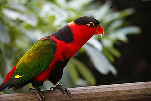 King parrot HD wallpaper