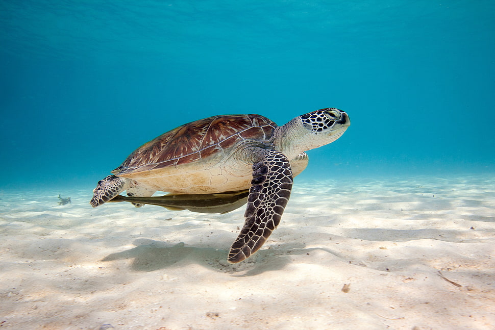 Turtle under The sea timelapse photo HD wallpaper
