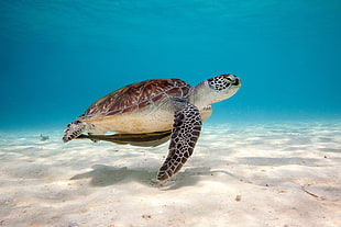 Turtle under The sea timelapse photo