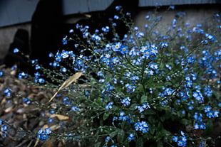 blue flower plant, plants, nature, flowers, forget-me-nots
