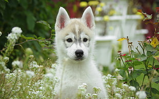 sable and white Siberian Husky puppy beside white flowers at daytime