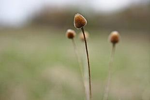 brown dandelion selective focus photography HD wallpaper