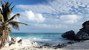 green palm tree, beach, palm trees, sky, clouds