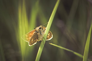 selective focus photo of moth on green grass