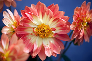 white, yellow, and pink flowers photo, dahlias