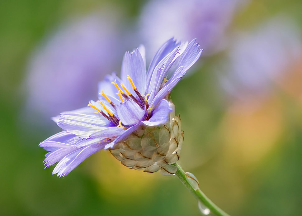 purple petaled flower in selective focus photography HD wallpaper
