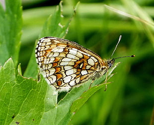 brown, black and beige butterfly on top of green leaf, fritillary