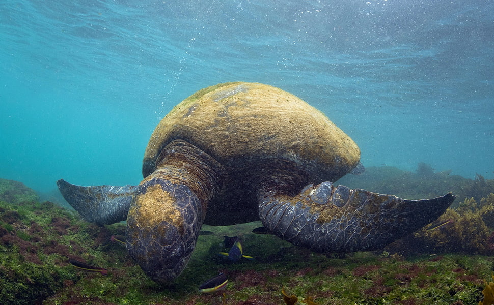 brown and black tortoise, animals, sea, turtle, underwater HD wallpaper