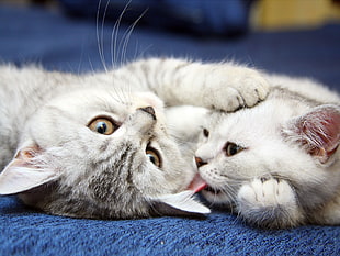 two gray-and-white kittens playing with each other HD wallpaper