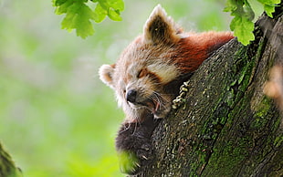 Red Panda lying on brown tree
