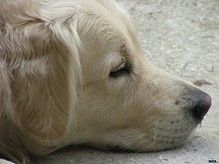 adult yellow Labrador retriever, dog, golden retrievers, face, animals