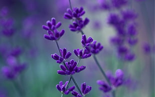 purple lavenders selective focus photography