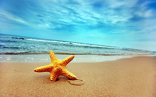 closeup photography of starfish on a beach at daytime