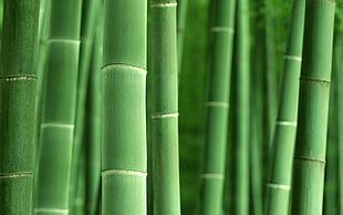 green bamboo trees, macro, bamboo, plants, nature