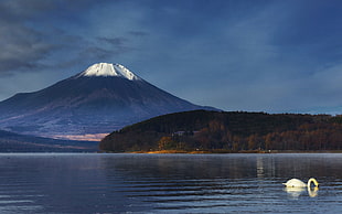 white swan, nature, landscape, mountains, volcano HD wallpaper