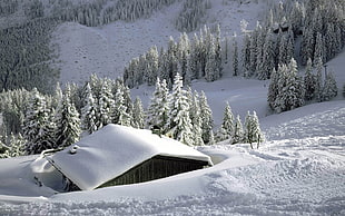 house covered by snow near pine trees