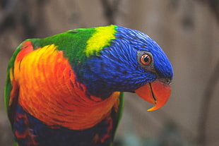 blue, orange, green, and yellow parrot HD wallpaper