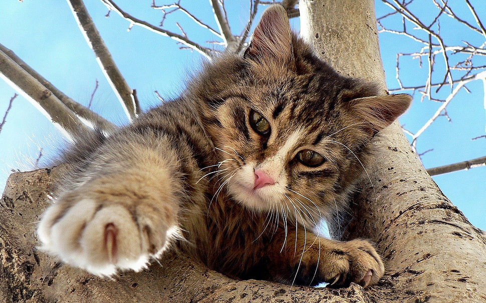 orange tabby cat on leafless tree HD wallpaper