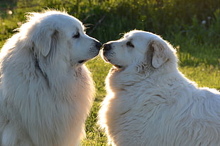 two Great Pyrenees dogs HD wallpaper
