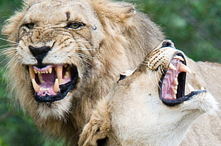 close up photo of lion roaring HD wallpaper