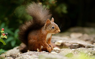 wildlife photography of squirrel on gray boulder during daytime