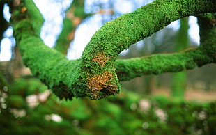 selective focus photography of tree branch