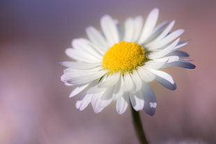 closeup photo of white Daisy flower