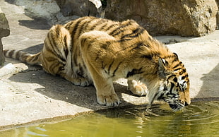 brown and black tiger, tiger, water HD wallpaper