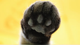 closeup photo of dog paw