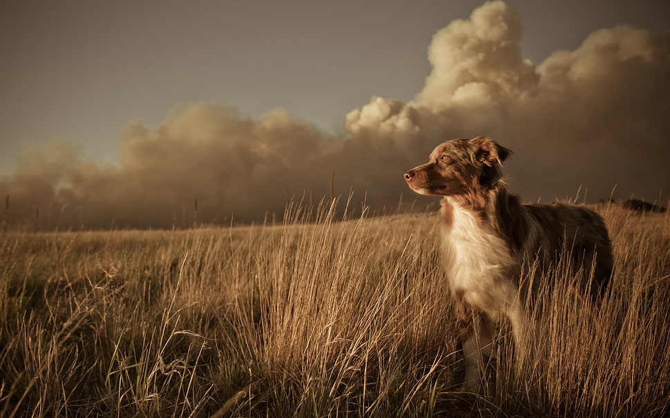 merle Australian Shepherd dog standing on field HD wallpaper