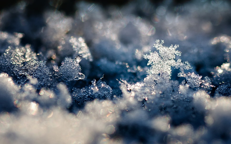 selective photo of snowflake HD wallpaper