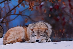 brown and gray wolf