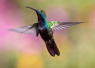 macro focus photo of a flying green and blue hummingbird