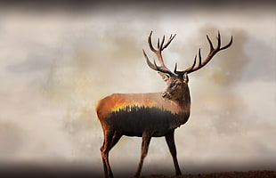 brown and black deer painting digital wallpaper