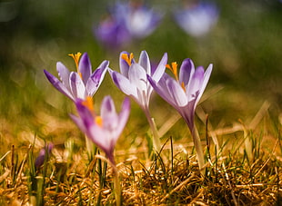 three purple petaled flowers on green grass closeup photography