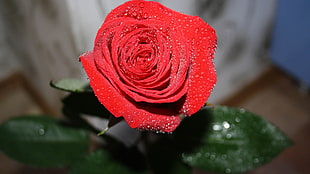macroshot photo of rose