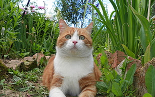 orange Tabby cat near garden plants
