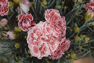 pink petaled flowers, Carnations, Flowers, Pink