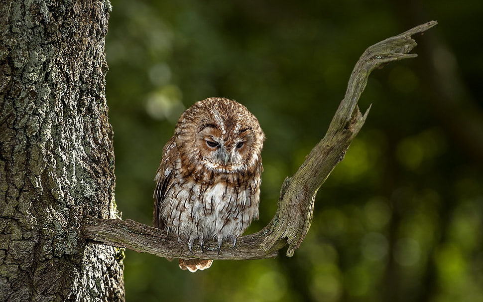 brown and white wolf head, owl HD wallpaper