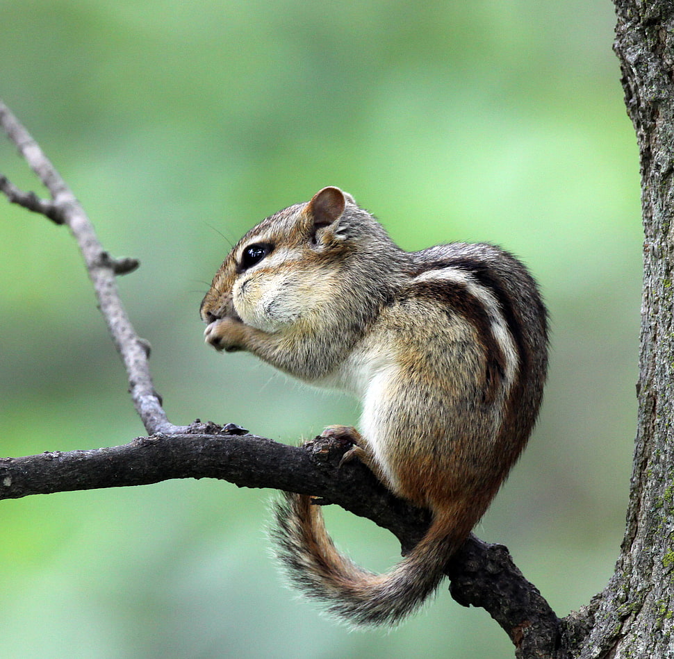 Sugar Glider on a branch selective focus photography, chipmunk HD wallpaper