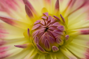 macro photography of pink and yellow chrysanthemum, dahlia