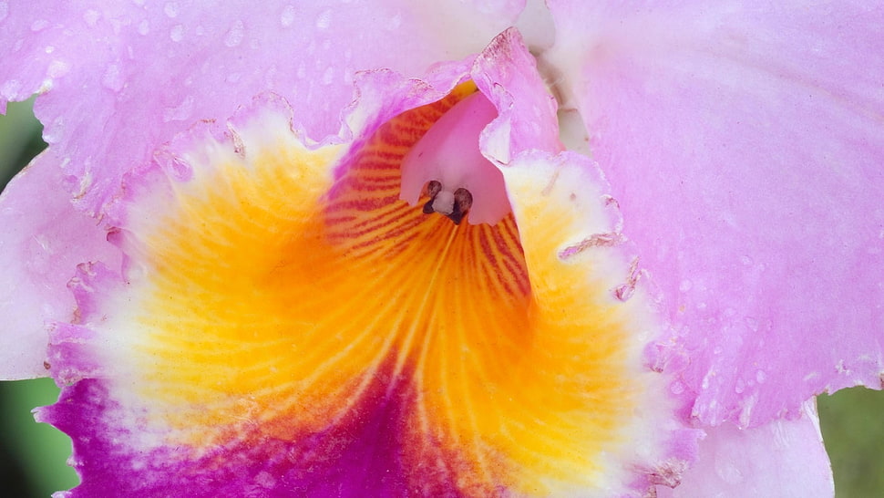 pink and yellow cattleya orchid macro photography HD wallpaper