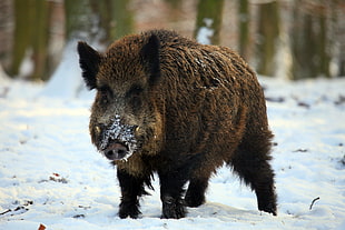 Boar,  Tusks,  Winter,  Snow HD wallpaper