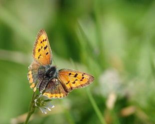 shallow focus photography of yellow and black moth HD wallpaper