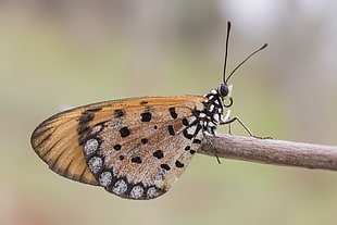 macro photography of Painted Lady Butterfly on brown stem, tawny coster