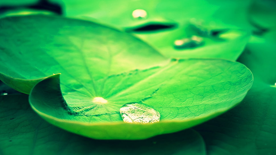 green and white fish in fish tank, lotus flowers, water drops, leaves HD wallpaper