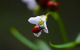close up photo red and black ladybug perched on white petaled flower