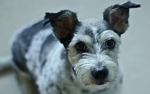 closeup photo of white and gray Parson Russell Terrier